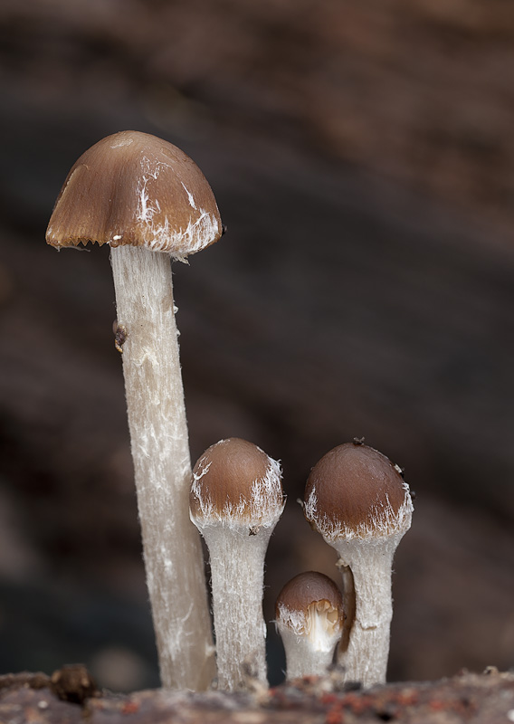 Psathyrella microrrhiza